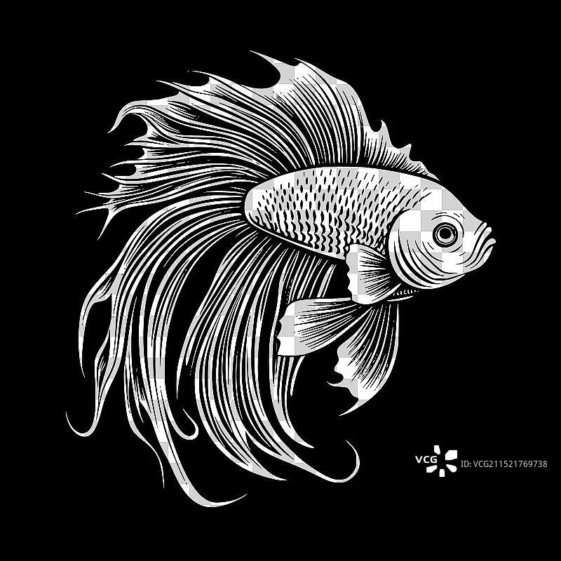 黑白斗鱼图片素材