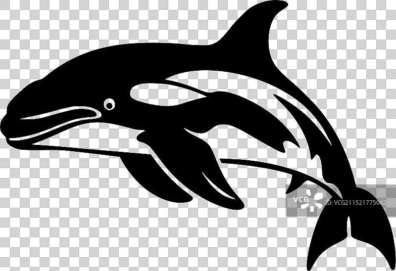 虎鲸 - 黑白图片素材