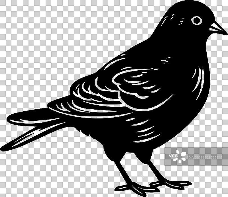 鸽子 - 黑白图片素材