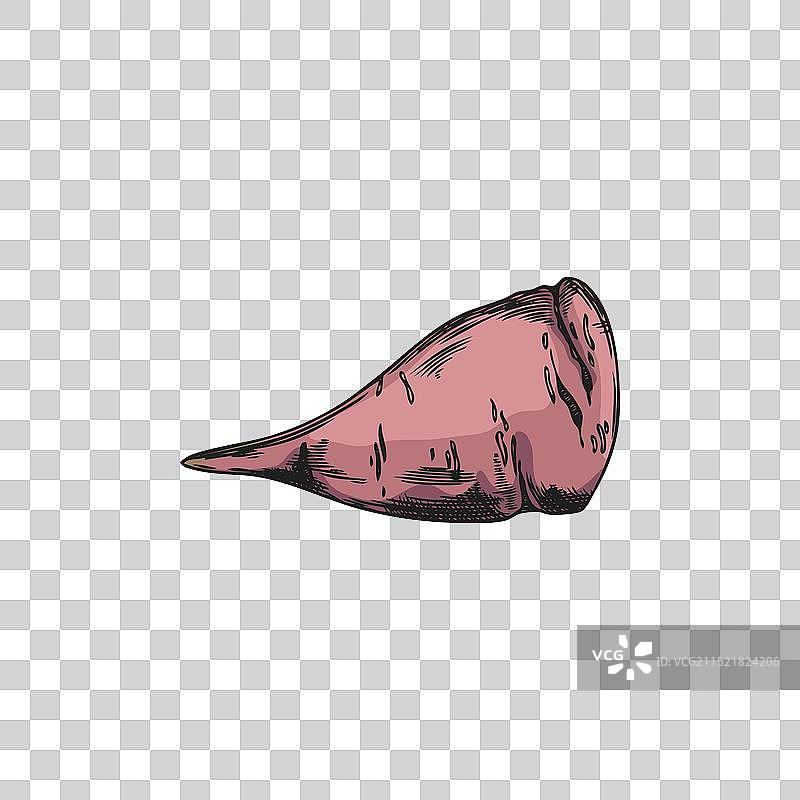 手绘红色甜土豆图片素材