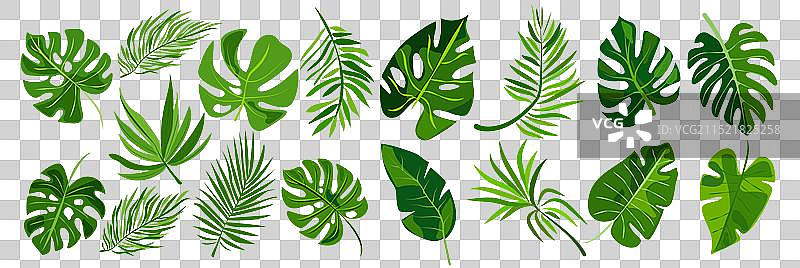 八种不同类型的绿叶图片素材