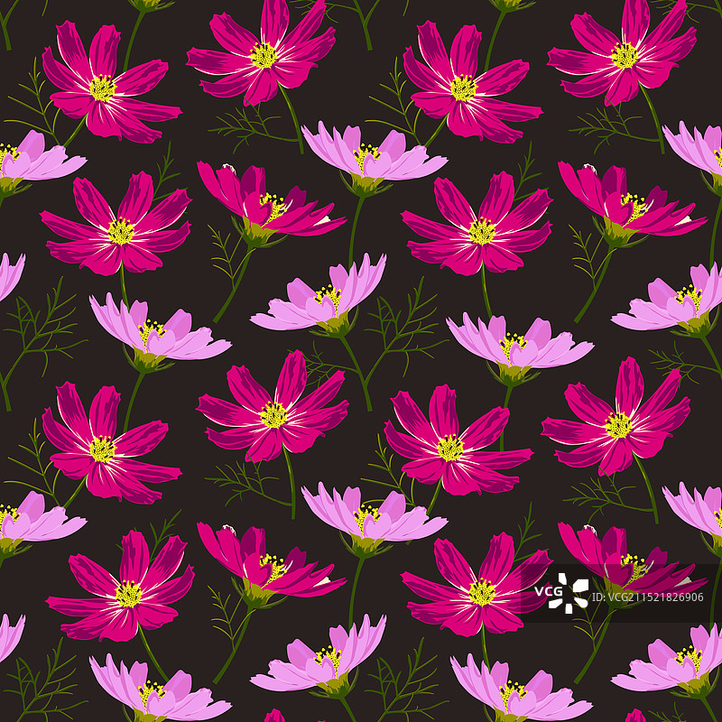 紫色粉色小巧精致波斯菊图片素材