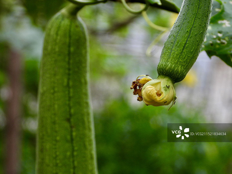 丝瓜图片素材