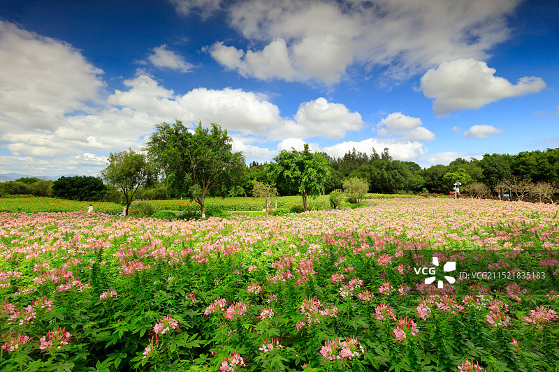 醉蝶花花海（厦门市翔安区）图片素材