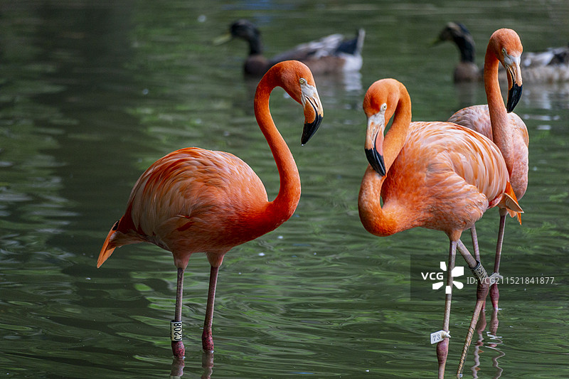 广州动物园的火烈鸟高清图图片素材