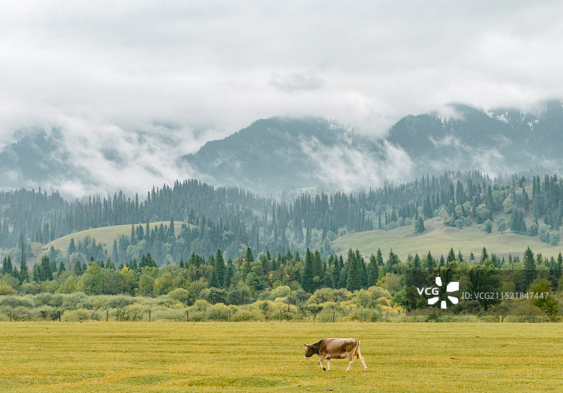 新疆伊犁那拉提草原秋天清晨晨雾风景图片素材