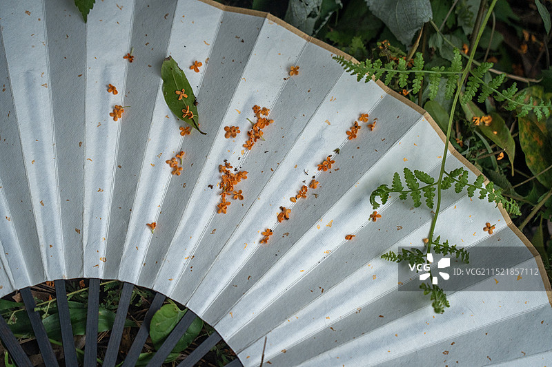 桂花开放桂花香图片素材