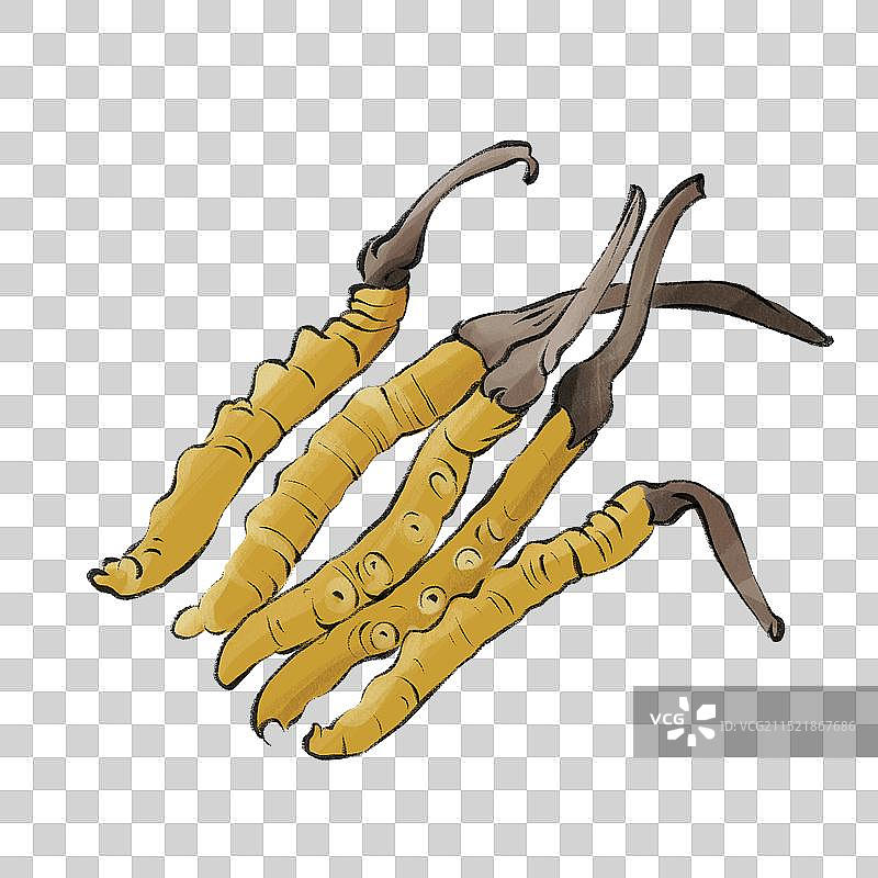 冬虫夏草-西藏特色美食土特产小吃插画元素图片素材