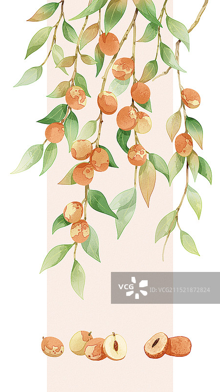 插画节气水果红枣水彩图片素材