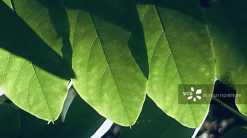 树叶的全帧拍摄图片素材