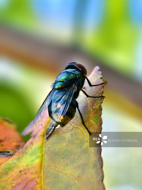 叶上昆虫特写镜头图片素材