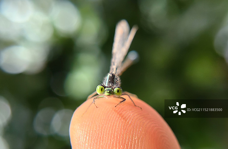 可爱的小豆娘图片素材