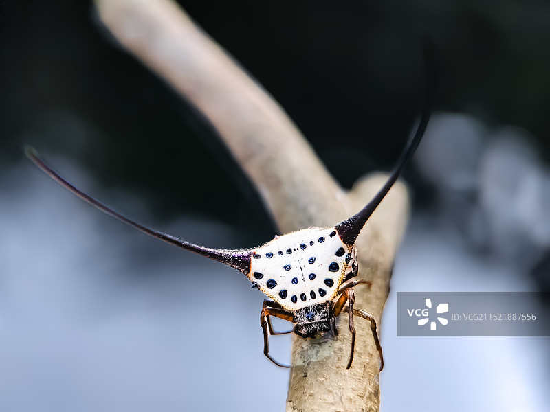 枯枝上的弓长棘蛛图片素材