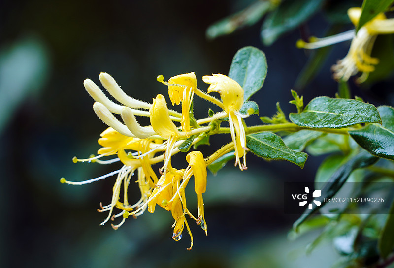 金银花图片素材