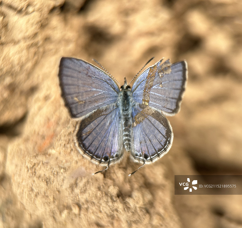 土地上的灰蝶图片素材