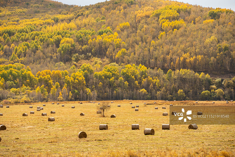内蒙古自治区秋色旅游阿尔山秋天黄色森林草原草卷图片素材