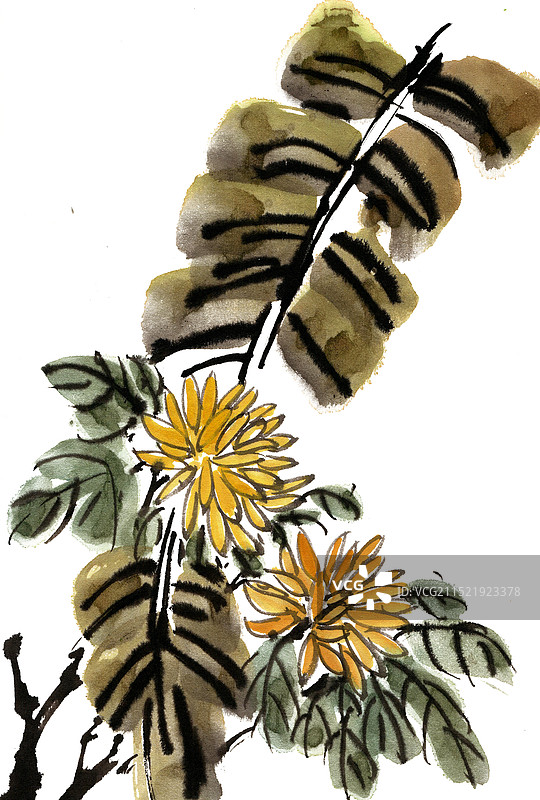 芭蕉叶与菊花图片素材