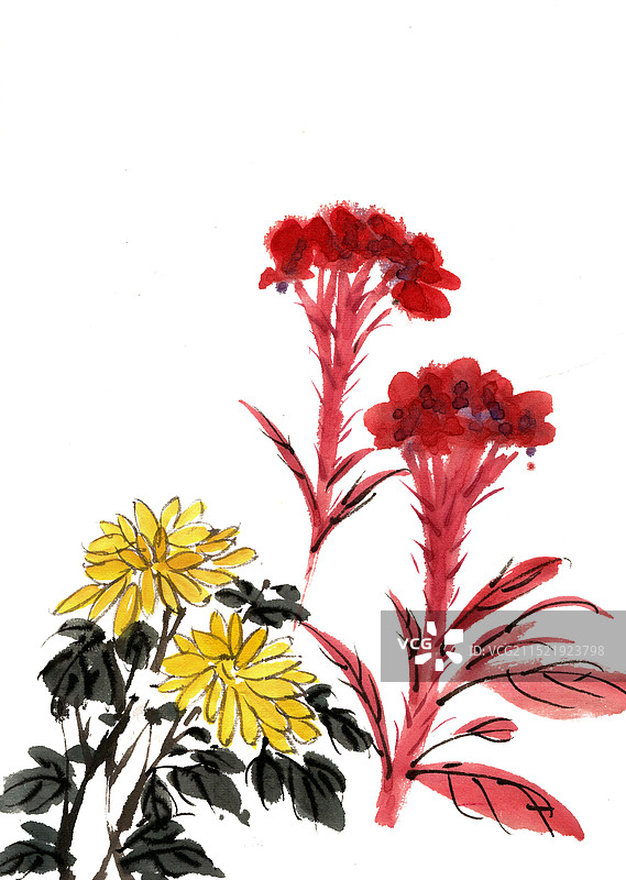 鸡冠花与菊花图片素材