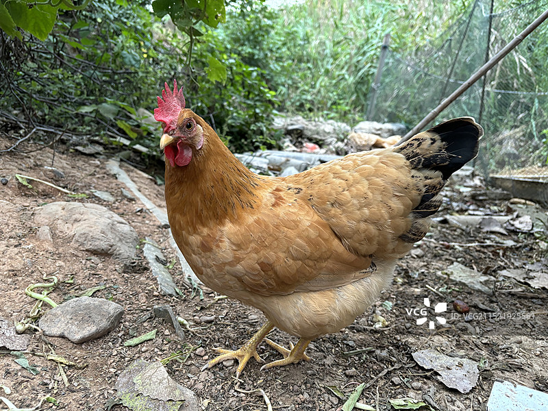 农村走地鸡图片素材