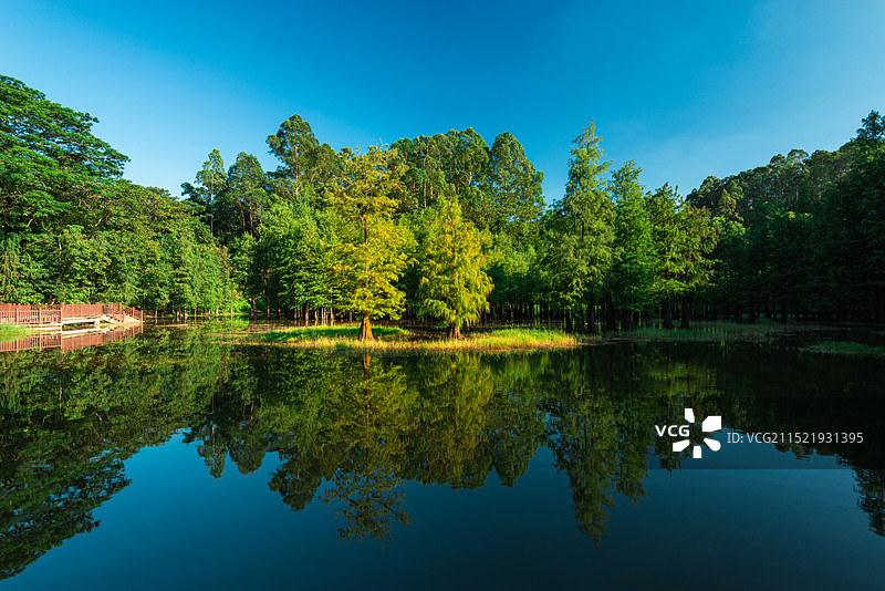 广州番禺大夫山森林公园周地岗落羽杉倒影风光大景图图片素材