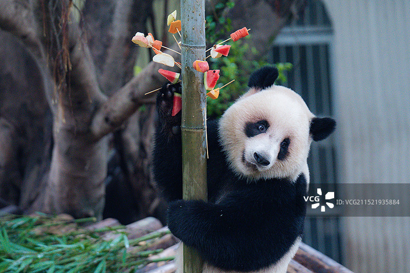 大熊猫国宝熊猫幼崽图片素材