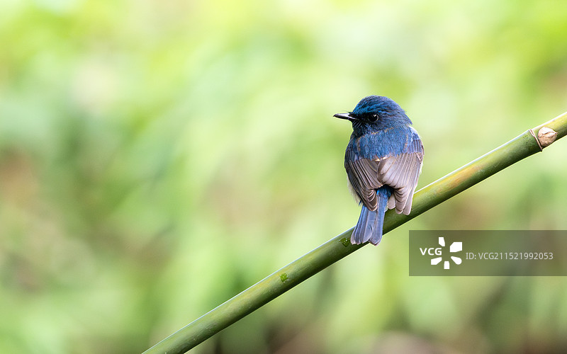 白天海南蓝仙鹟站立在竹子上图片素材