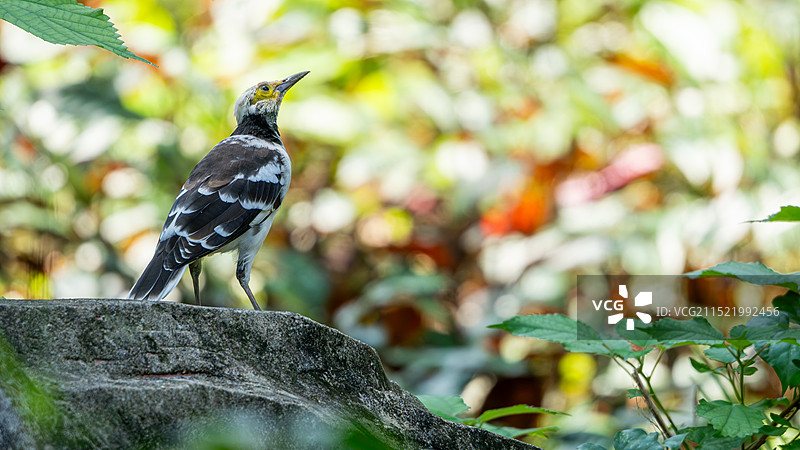 小鸟站在石头上仰望天空图片素材