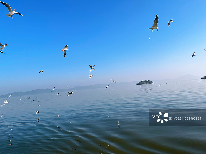 红嘴鸥图片素材