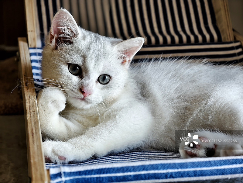 托腮思考人生的小猫图片素材