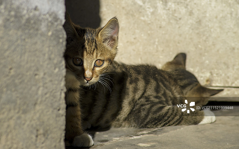 中华田园猫特写图片素材