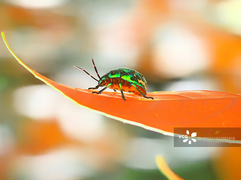 叶上昆虫特写镜头图片素材