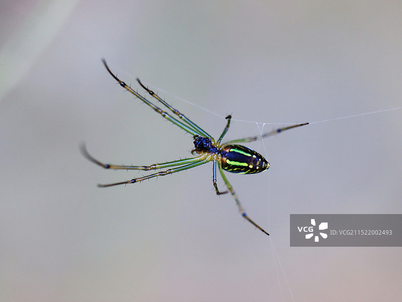 叶上蜘蛛特写镜头图片素材