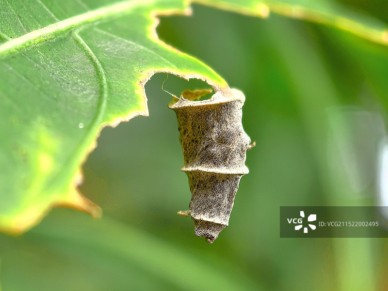 叶上昆虫特写镜头图片素材