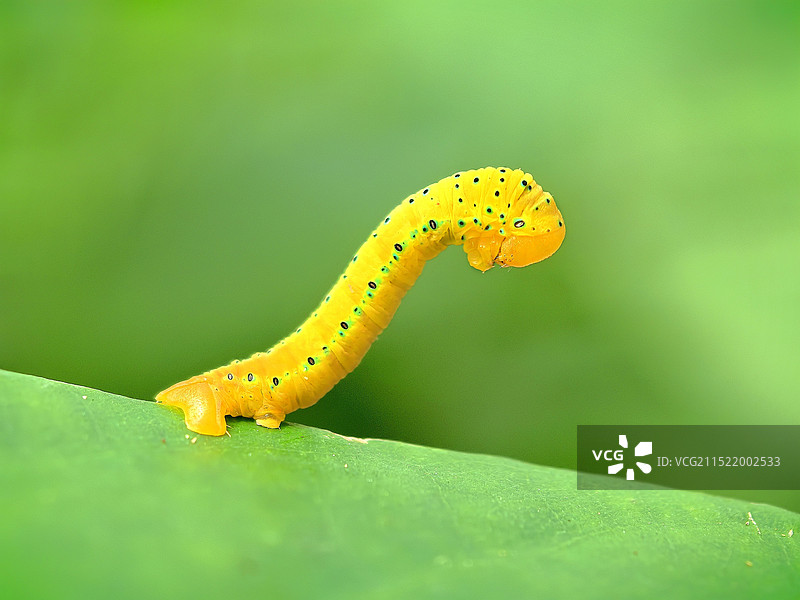 叶上昆虫特写镜头图片素材