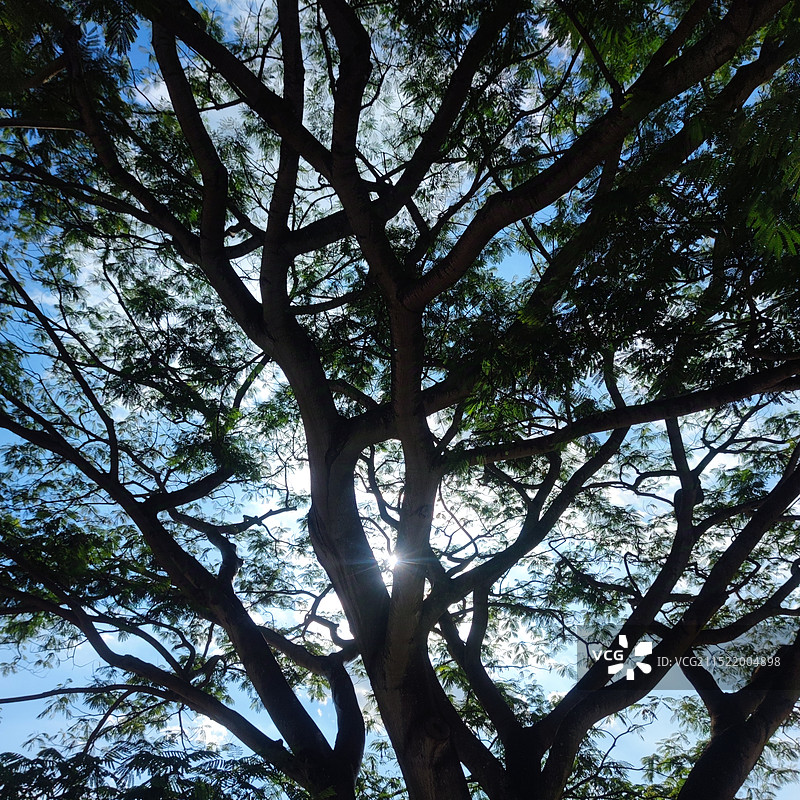 老树在晴空作写意画图片素材