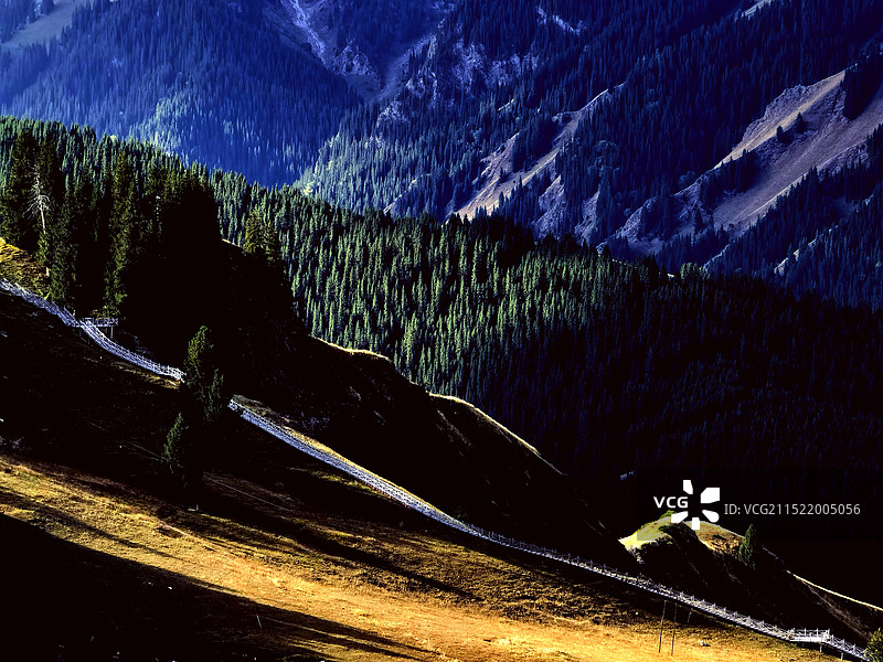 森林光景（手机摄影）图片素材