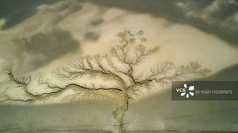 西藏阿里｜大地之树图片素材