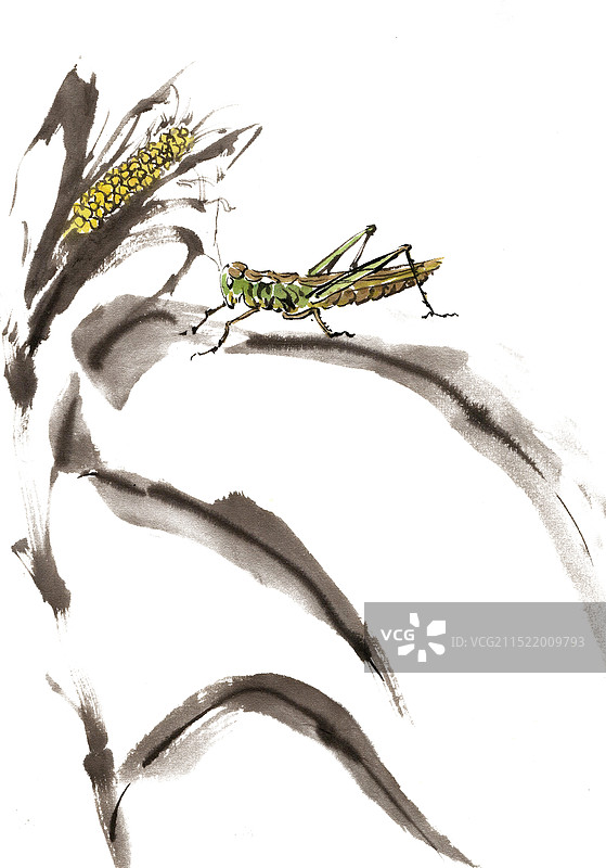 玉米稞上的蝗虫图片素材