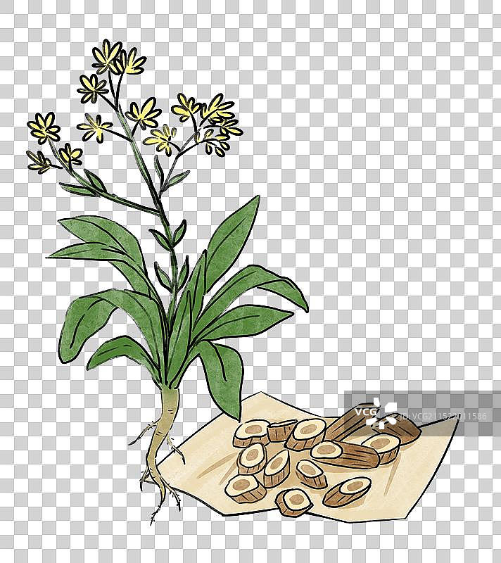 中医药材中药板蓝根手绘风格国风插画元素图片素材