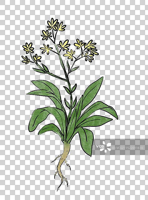 中医药材中药板蓝根手绘风格国风插画元素图片素材