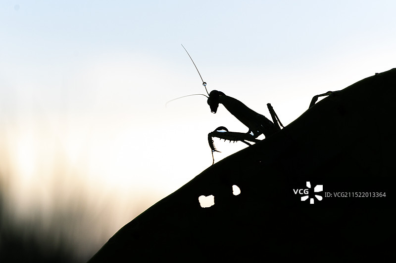日落时天空中昆虫的特写镜头图片素材