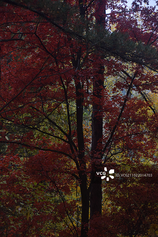 汤旺河林海奇石风景区图片素材