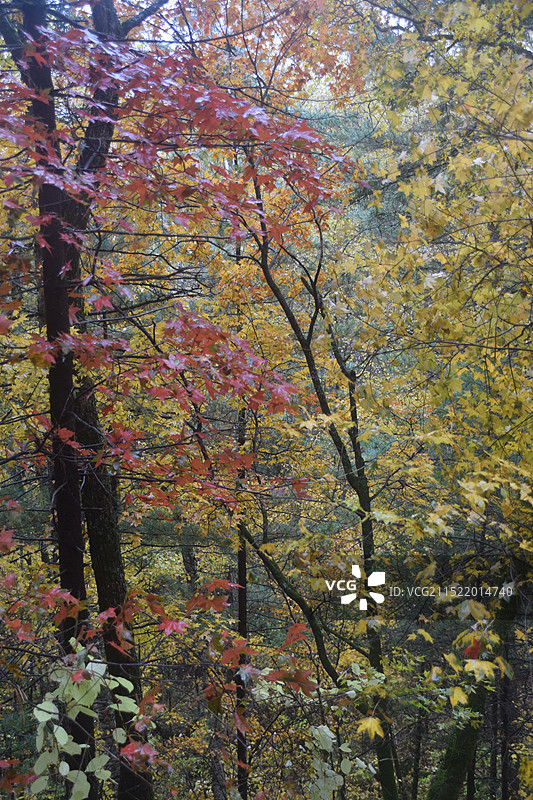 汤旺河林海奇石风景区图片素材