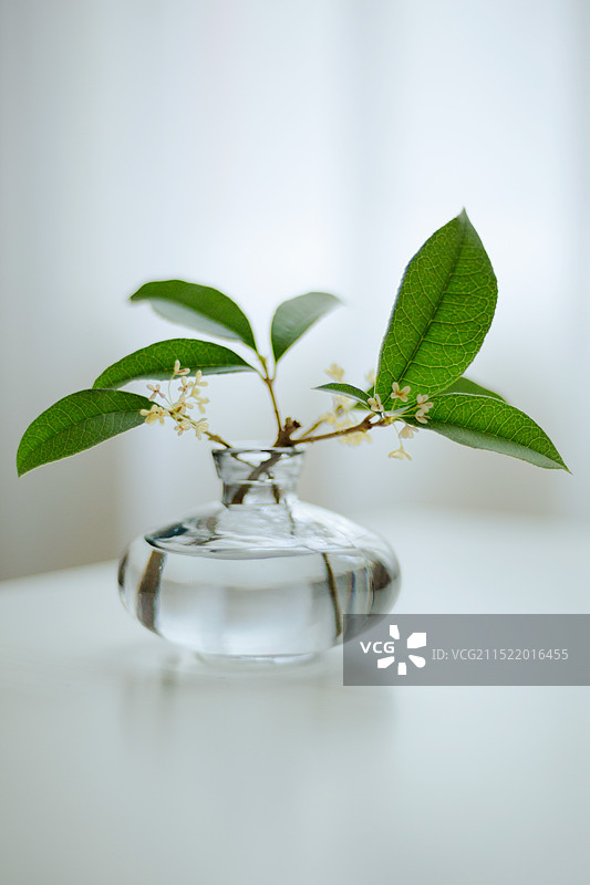 这一刻 不如把秋天的滋味请进屋吧图片素材