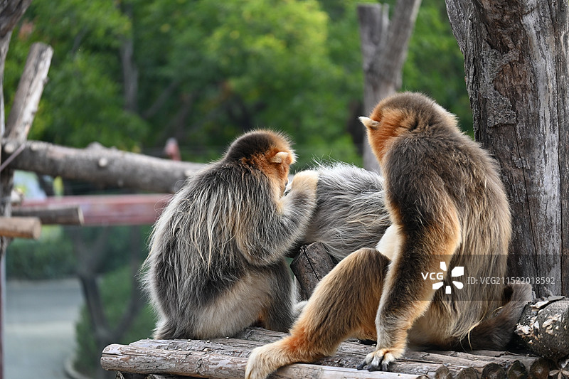 济南野生动物世界图片素材