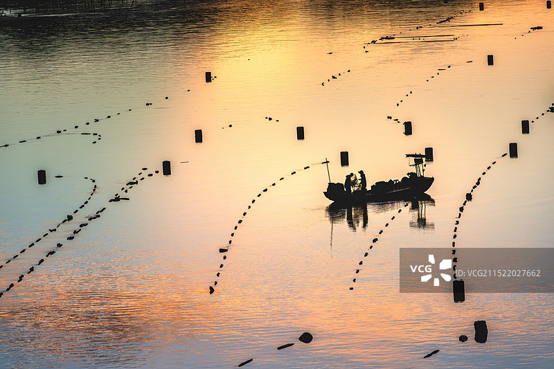 清晨的劳作--福建宁德霞浦盐田畲族乡姚澳村滩涂养殖风光图片素材