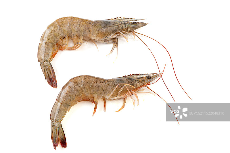 天津南美白对虾生鲜食材图片素材