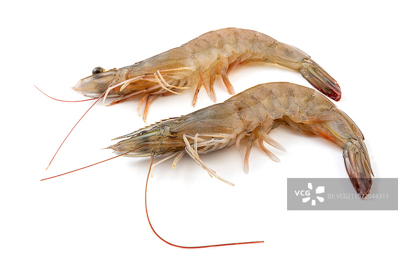 天津南美白对虾生鲜食材图片素材