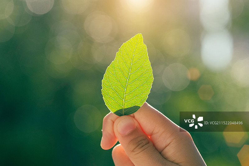 阳光下捏在手里的绿色小树叶图片素材