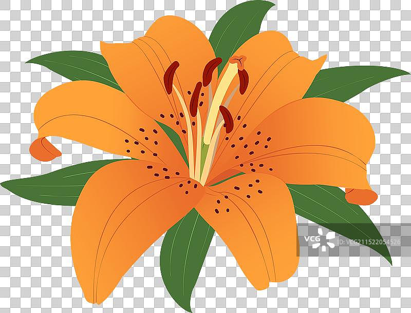 透明背景上的橙色百合花图片素材